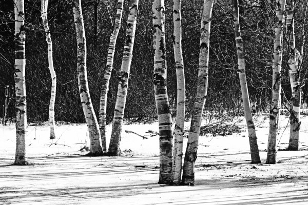 Birches And Dogwood Black And White  Print